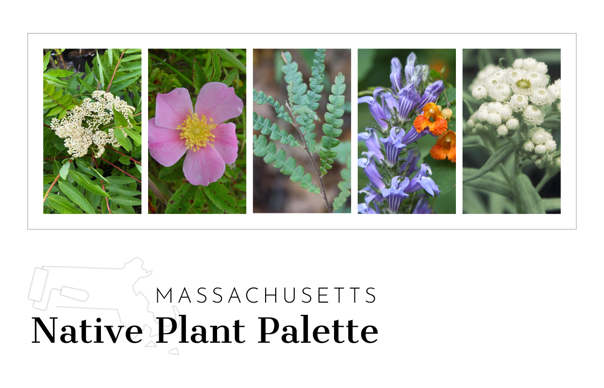 Massachusetts Native Plant Palette sample work