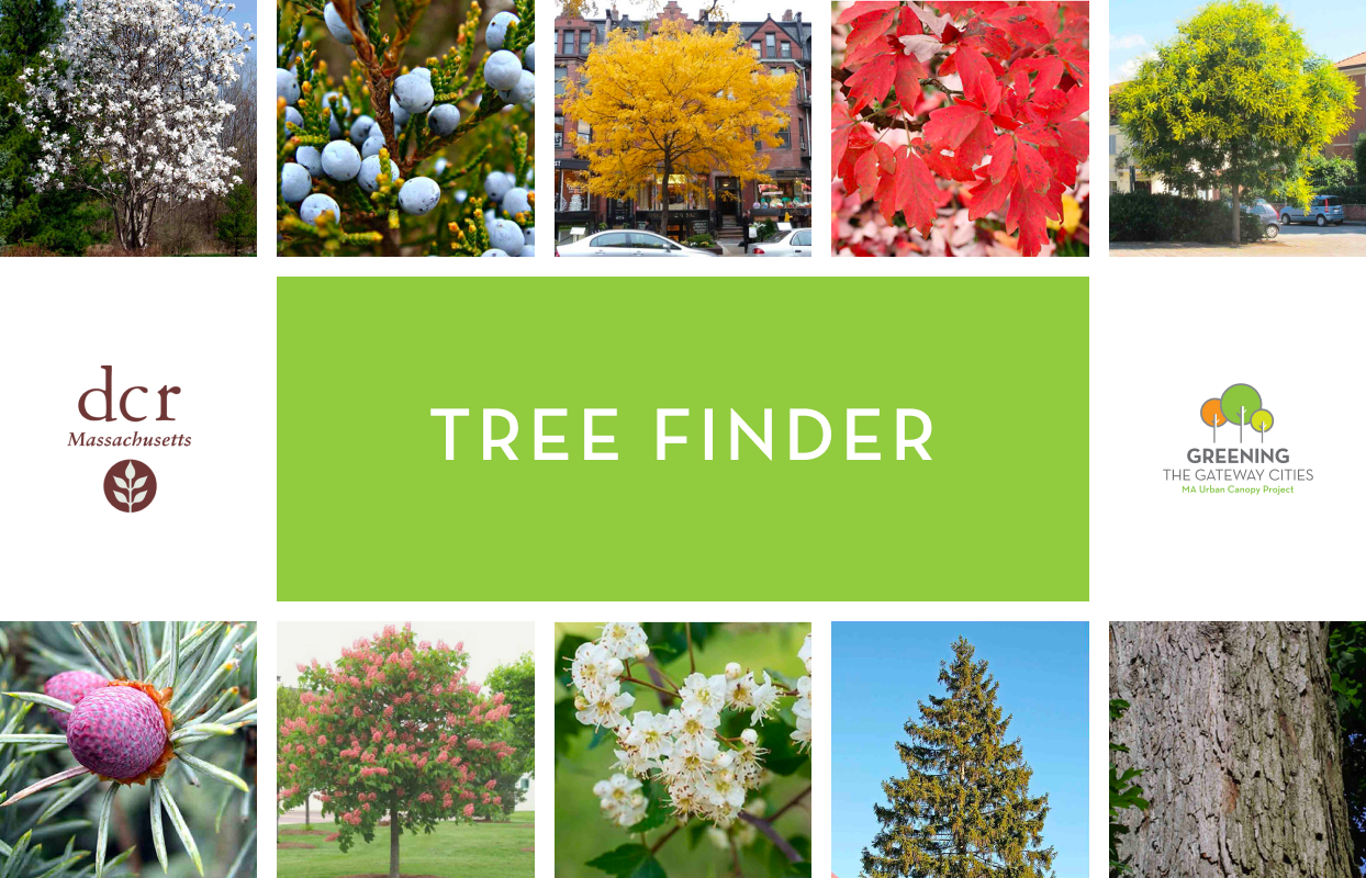 Tree Finder App (DCR) sample work